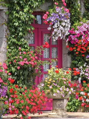 Front Garden Backdrop
