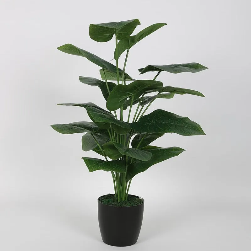 Indoor Elegant Rubber Plants Without Pot