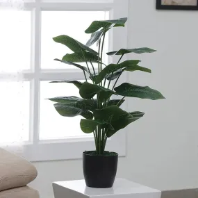 Indoor Elegant Rubber Plants Without Pot