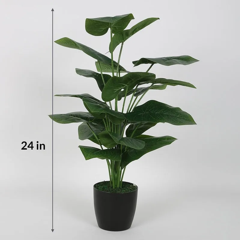 Indoor Elegant Rubber Plants Without Pot