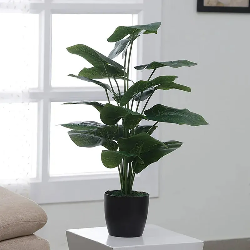 Indoor Elegant Rubber Plants Without Pot
